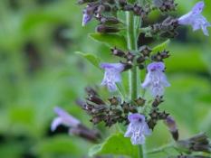 Clinopodium calamintha Kleine bergsteentijm bestellen